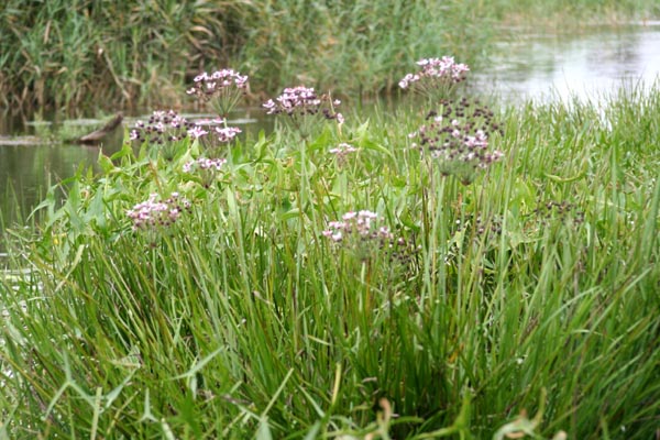 Dahmer Kanal Mecklenburgische Schweiz